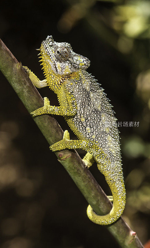 Trioceros hoehnelli，冯Höhnel的变色龙或头盔或高冠变色龙，是在非洲东部发现的一种变色龙。纳库鲁湖国家公园，肯尼亚。